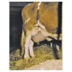 Siatka na wymiona, roz. L 1579060416 | Exvi