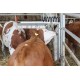 Sprężyna czochradła dla bydła 6033KR | Exvi