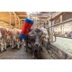 Czochradło dla bydła Happycow Maxi 18865 | Exvi